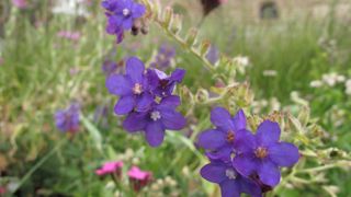 A l’image d’Osmie, dans le Massif Central, 61 producteurs peuvent aujourd’hui utiliser la marque Végétal Local. Neuf nouveaux arrivants viennent d’être intronisés. ©Osmie